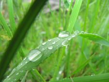 Morning Dew Royalty Free Stock Images Morning Dew Royalty Free Stock Images