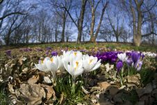 Crocus Flowers Royalty Free Stock Photo Crocus Flowers Royalty Free Stock Photo