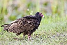 Turkey Vulture (Cathartes Aura) Stock Image