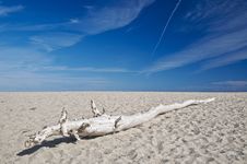 Free Trunk Stock Image - 19232001