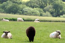 A Black Sheep Royalty Free Stock Image A Black Sheep Royalty Free Stock Image