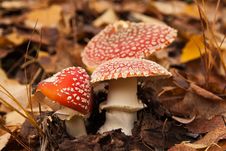 Three Red Mushrooms (toadstool) Stock Image Three Red Mushrooms (toadstool) Stock Image