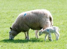 Sheep Stock Photography