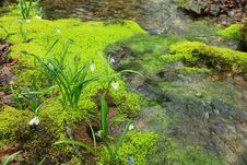 Snowdrops Near The Stream Royalty Free Stock Image Snowdrops Near The Stream Royalty Free Stock Image