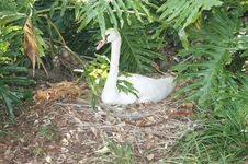 Swan In The Shade Stock Photography