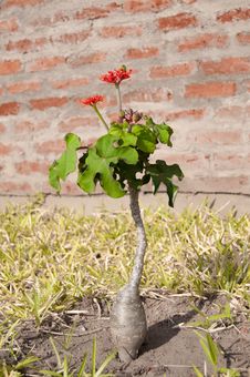 Exposed Bulb With Red Flowers Royalty Free Stock Photos Exposed Bulb With Red Flowers Royalty Free Stock Photos