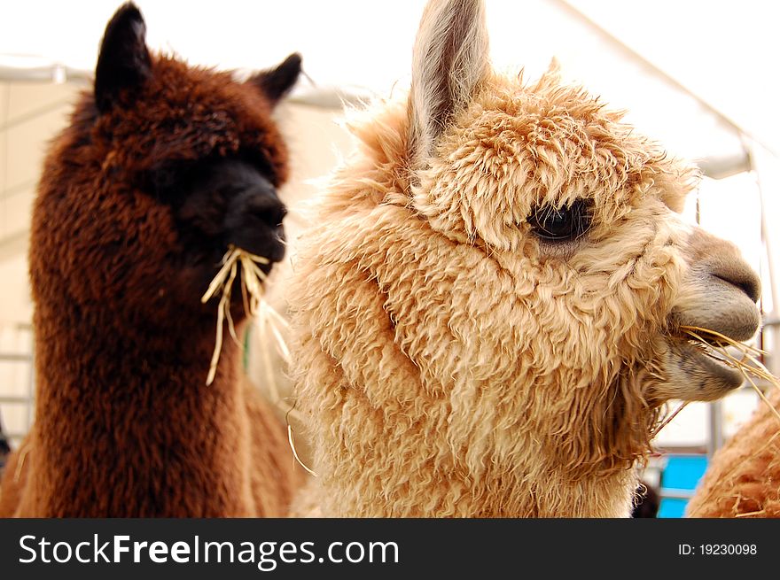 White and brown llamas eating hay