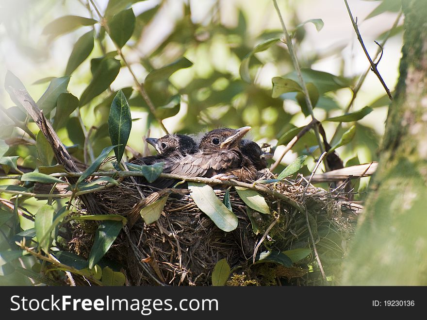 Picture taken through the foliage of some born blackbirds into their nest. Picture taken through the foliage of some born blackbirds into their nest
