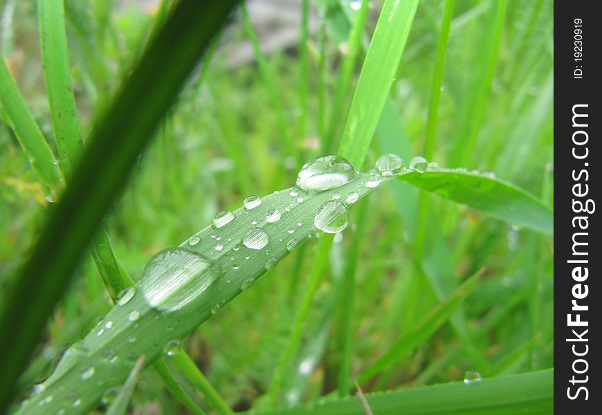 Nice morning dew in the yard. Small droplets very nice