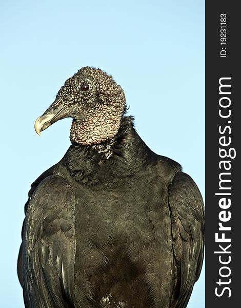 Black Vulture (Coragyps atratus) in Everglades National Park