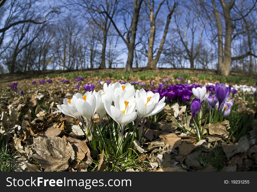 Crocus flowers in the early sping in Central Park, new York City