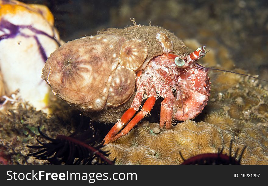 Hermit Crab on coral reef in Indonesia at night. Hermit Crab on coral reef in Indonesia at night