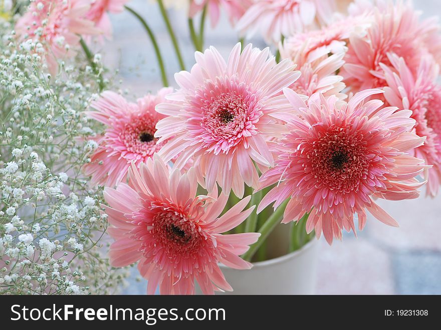 Beautiful pink daisy for valentine day