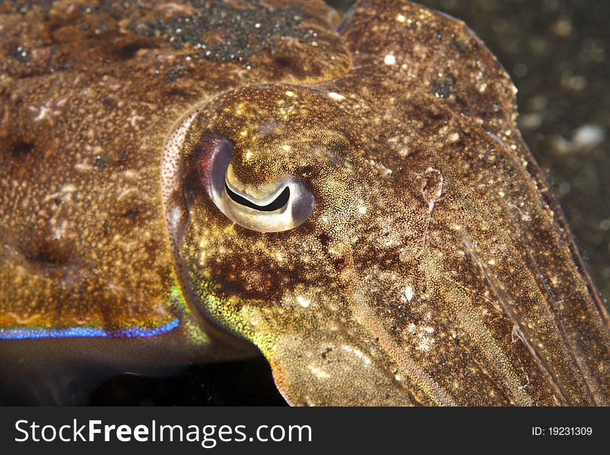 Close up of cuttlefish on Indonesia reef. Close up of cuttlefish on Indonesia reef