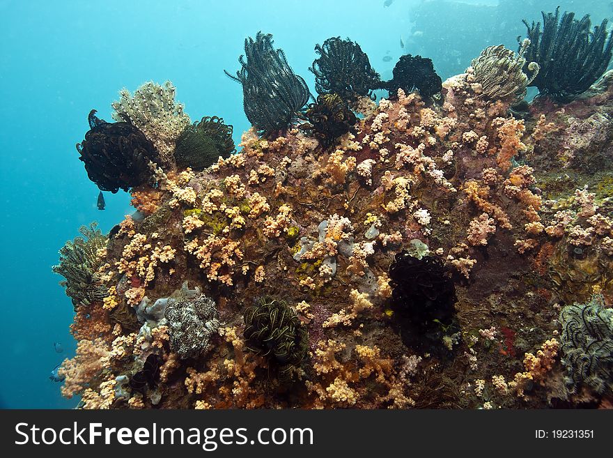 Coral reef in Indonesia in Lembeh Straits with crinoids. Coral reef in Indonesia in Lembeh Straits with crinoids