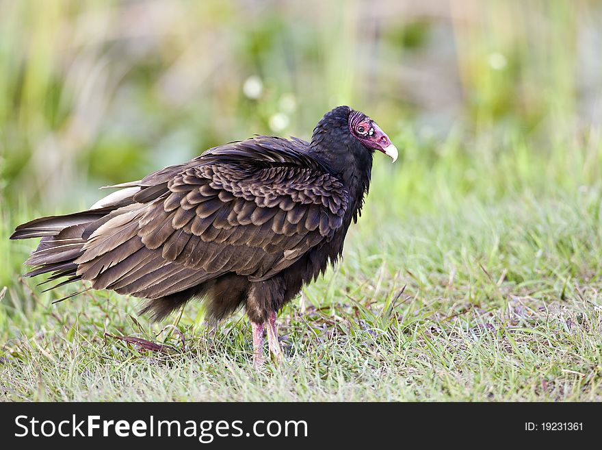 Turkey vulture (Cathartes aura) in grass in Everglades National Park