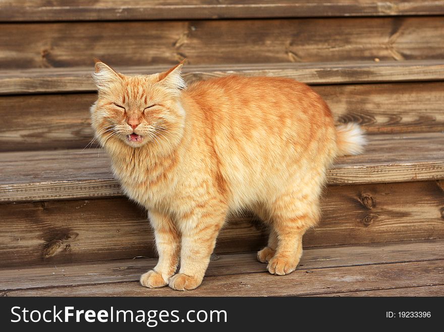 Photo of orange angry cat on the stairs