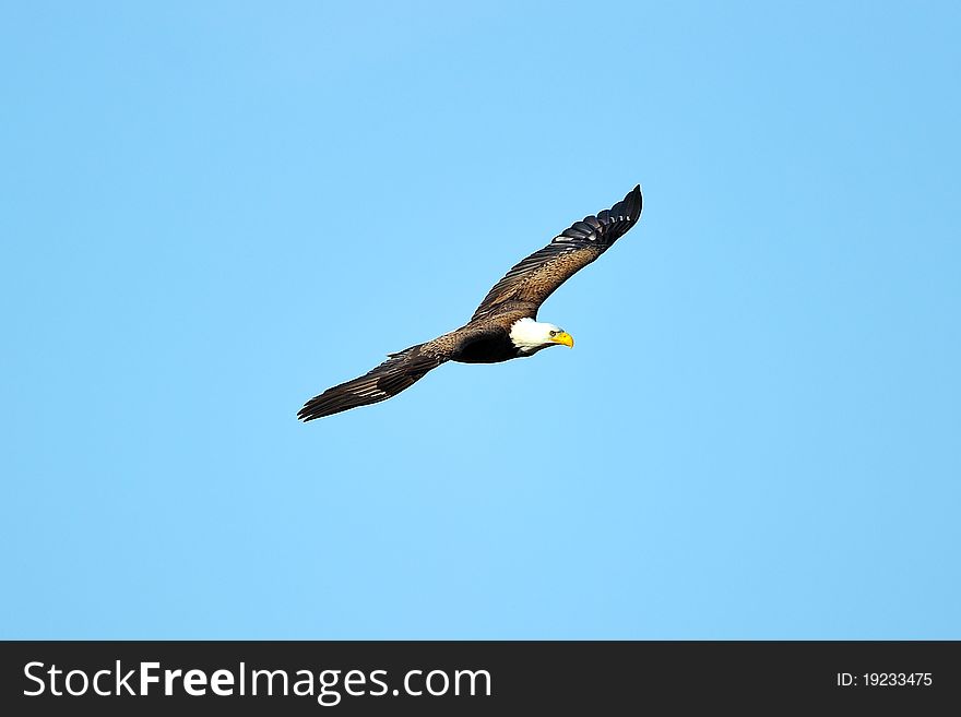 American Bald Eagle