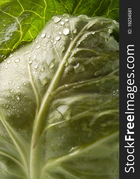 Beautiful cabbage leaf close up with drops of water on it