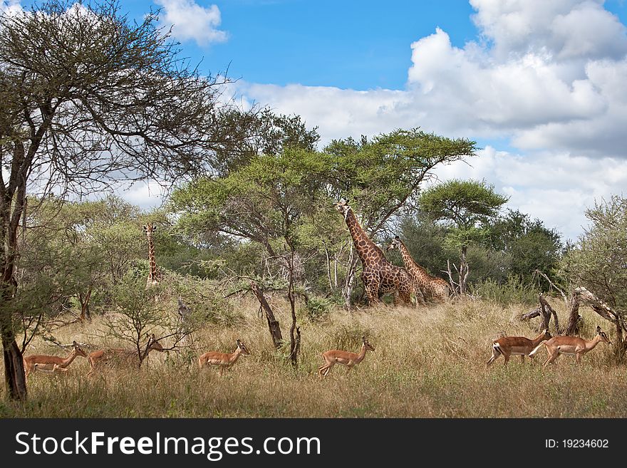 Giraffes and Impala share the South African Bush