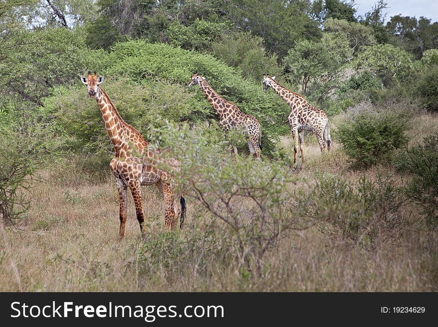 Three South African giraffes in grasslands. Focus on left giraffe. Three South African giraffes in grasslands. Focus on left giraffe