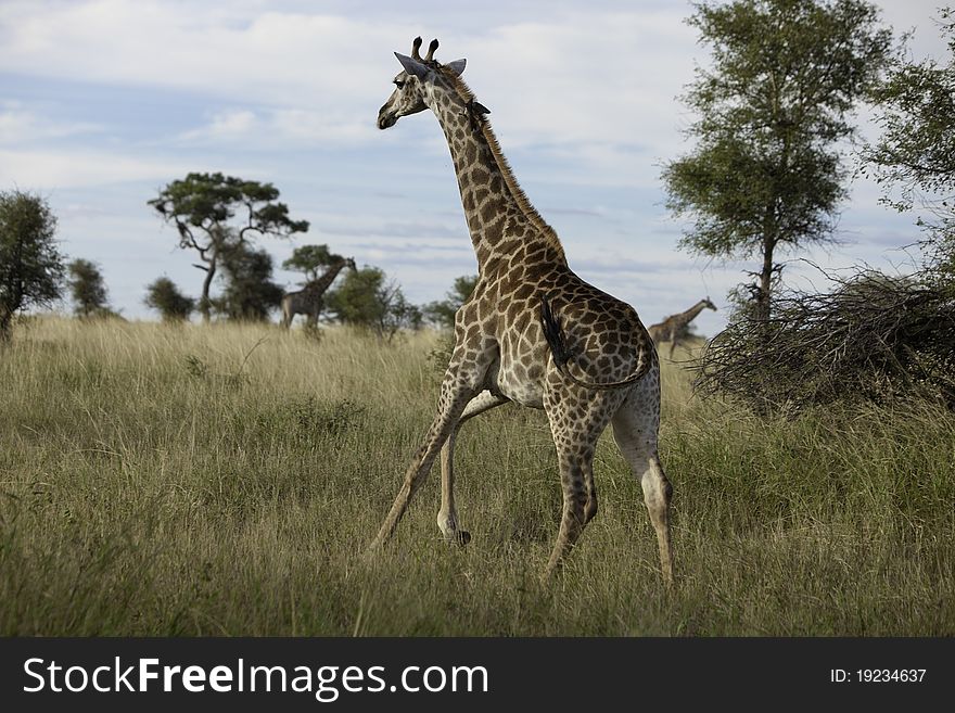 Giraffes running in African grasslands. Giraffes running in African grasslands