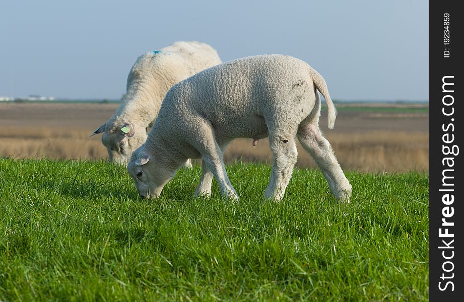 Two lambs grazing in a fresh green field