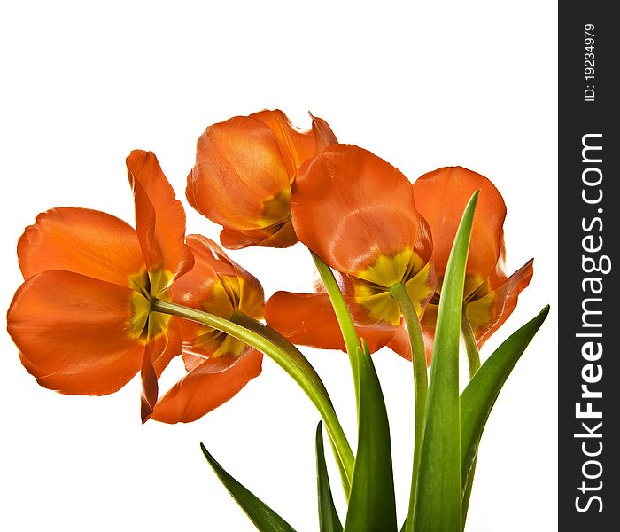 Red tulips isolated on white