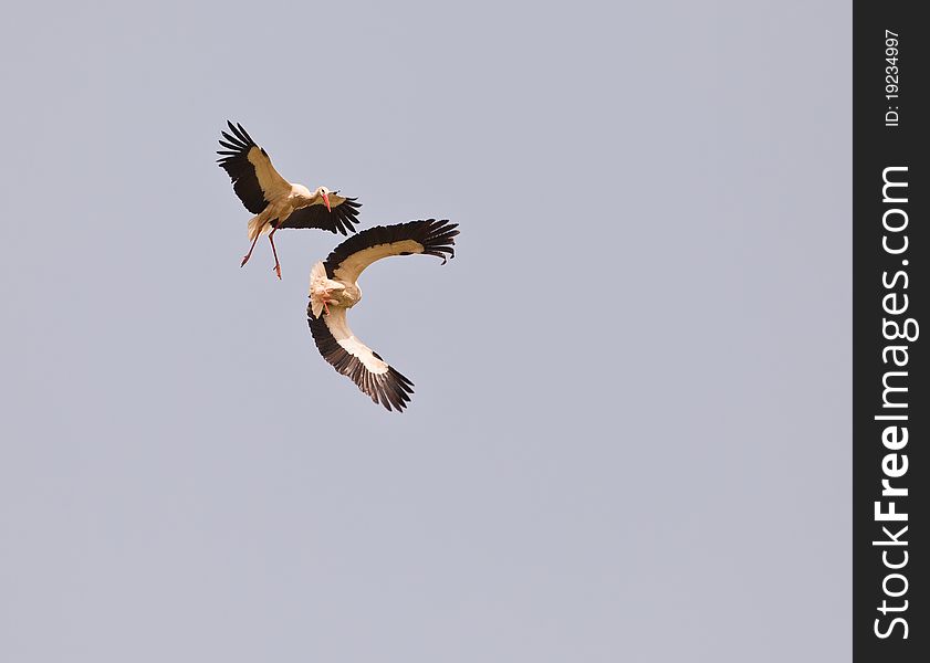 Two White Storks (Ciconia ciconia) donÂ´t hesitate to engage in a fight high up in the sky. Two White Storks (Ciconia ciconia) donÂ´t hesitate to engage in a fight high up in the sky.