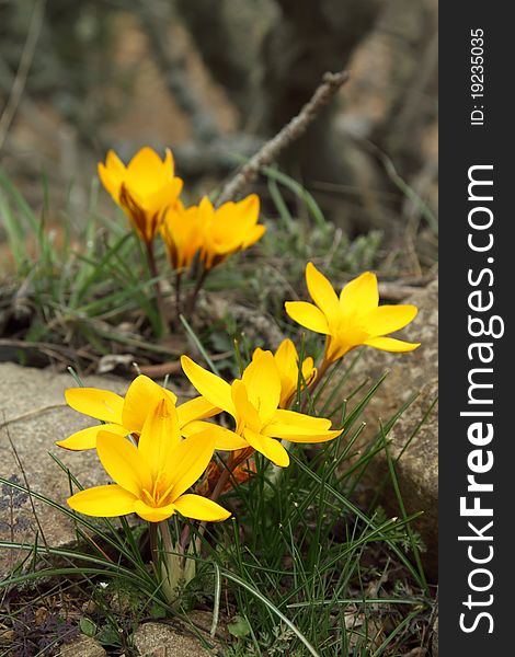 Yellow crocuses blooming among the rocks