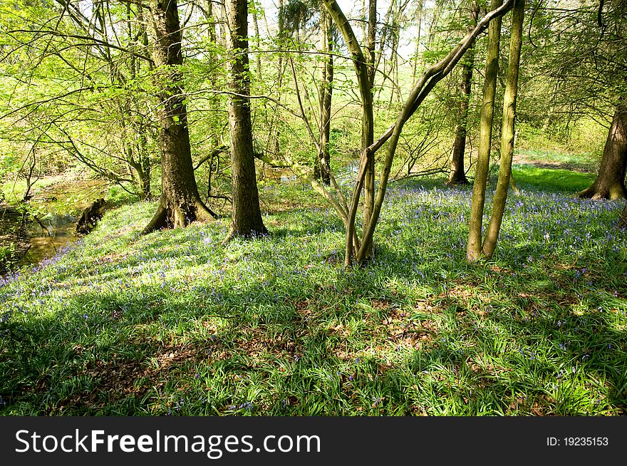 Spring in the woods at capesthorne in cheshire in england. Spring in the woods at capesthorne in cheshire in england