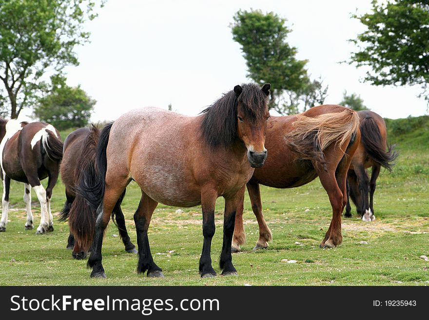 A horse farm encountered in Dartmoor National Park of Devon, UK. A horse farm encountered in Dartmoor National Park of Devon, UK