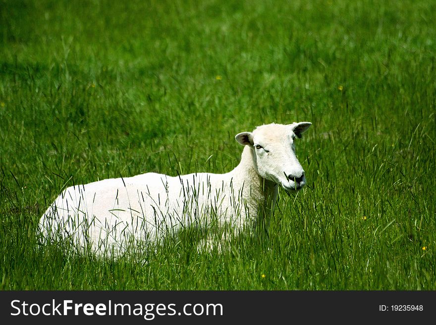 A sheep farm encountered in Dartmoor National Park of Devon, UK