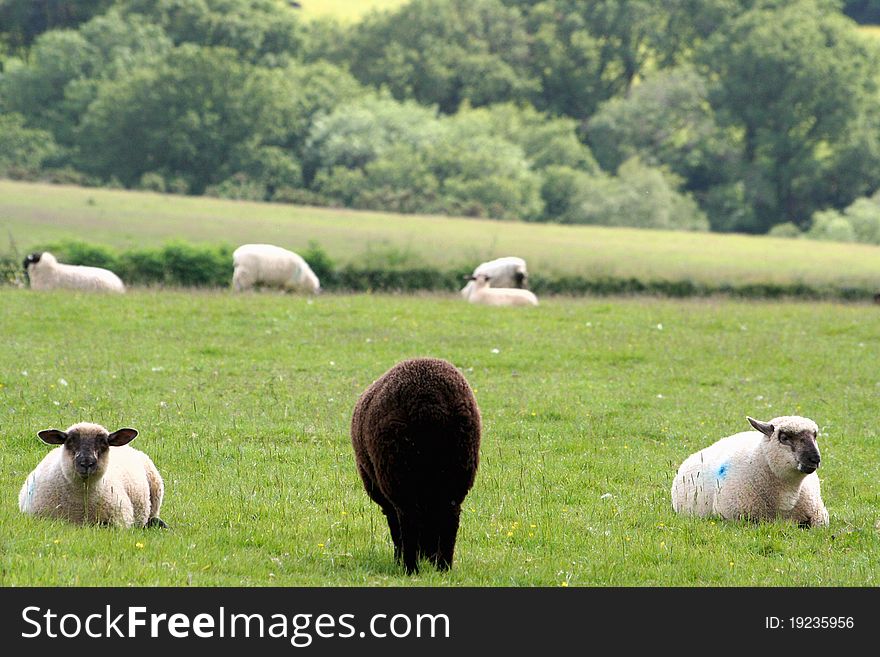 A black sheep in the middle of sheep farm, encountered in Dartmoor National Park of Devon, UK