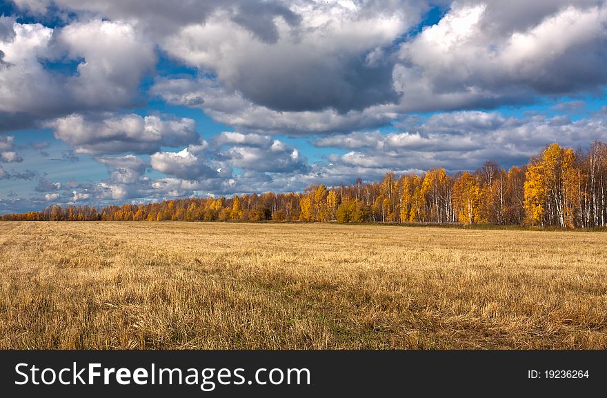 Yellow splayed field of mowing with far off trees under blue sky and clouds. Yellow splayed field of mowing with far off trees under blue sky and clouds.