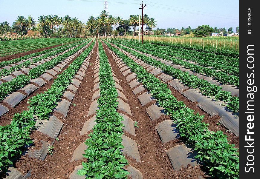 A farm of Capsicum in India. This is a popular vegetable in India. A farm of Capsicum in India. This is a popular vegetable in India.