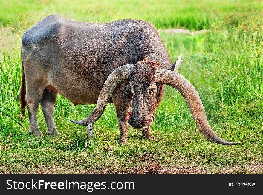 Long horn water buffalo in green field