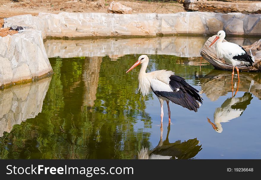 A beautiful white stork in a lake. A beautiful white stork in a lake