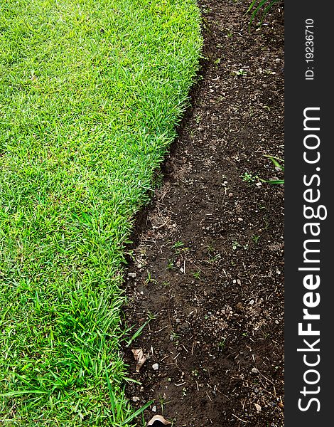 Green grass s curve on soil. Green grass s curve on soil