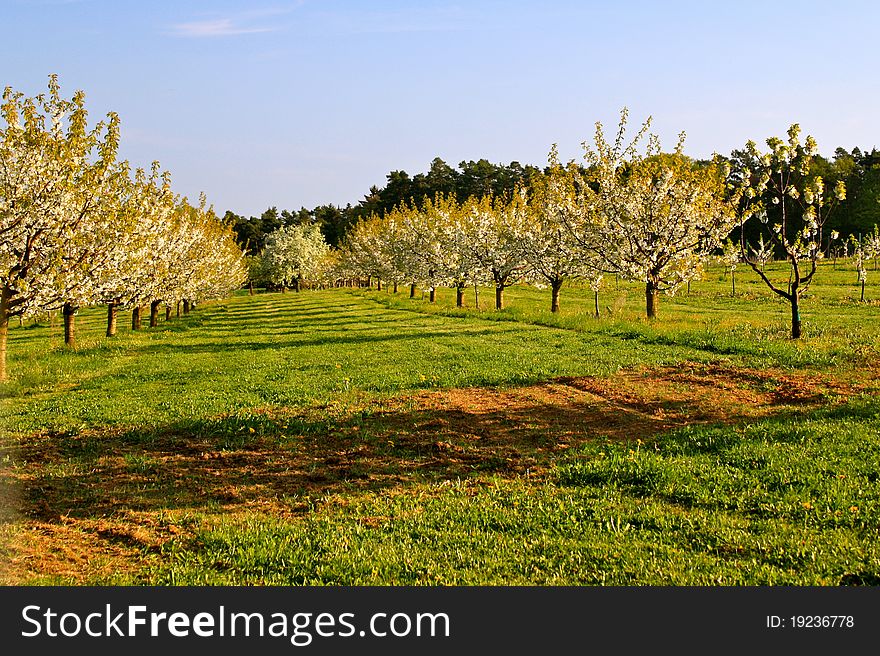 Spring trees in blossom, Bavaria, Germany