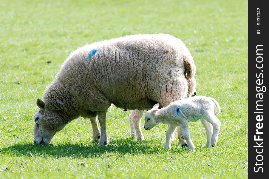 Sheep graseing in the countryside of the lake district