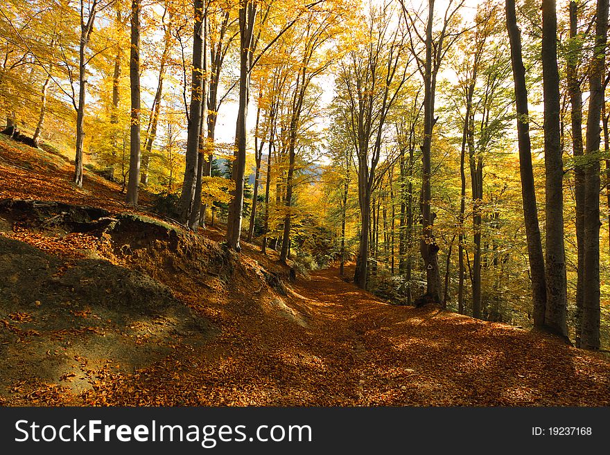 View of an autumn forest with trees and leafs