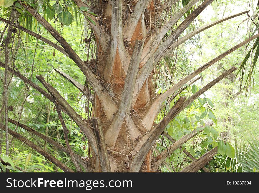 This is a close up of a tree. This is a close up of a tree.