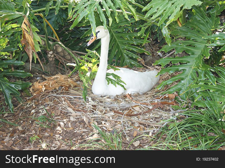 This is a swan resting and cooling down in the shade. This is a swan resting and cooling down in the shade.