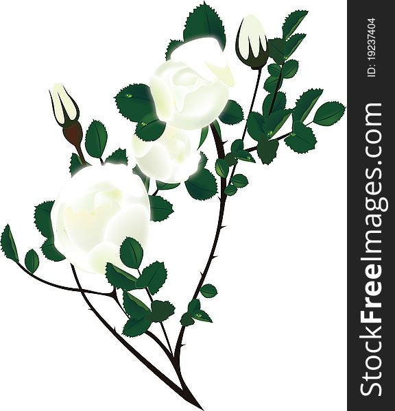 Illustration rosehip branches with white flower on a white background