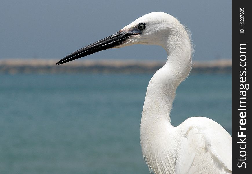 White stork at the beach