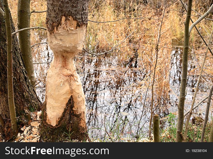 Thinged, bited tree by the beaver. Activities a beaver.