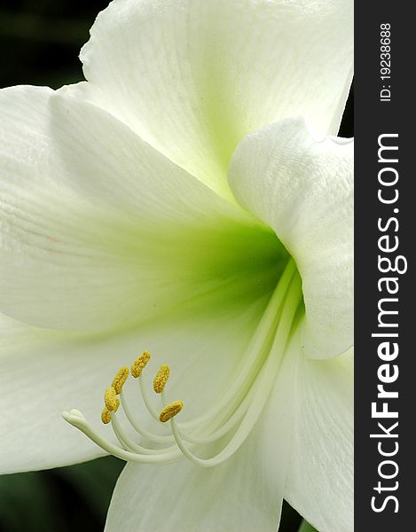 Beautiful Photagraph of a White Lilly