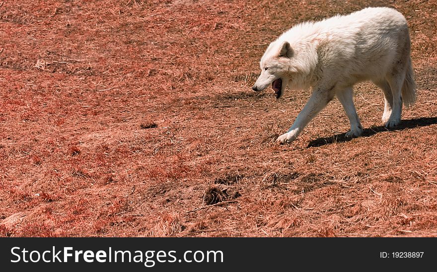 A white wolf goes for a walk