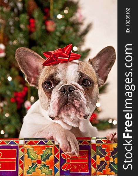 A french bulldog in a Christmas present. A french bulldog in a Christmas present.